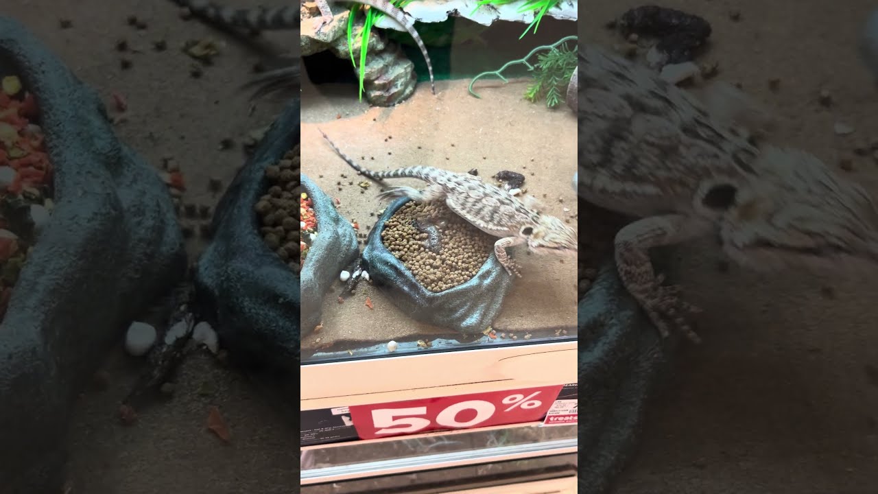 LIZARD PETSMART YouTube LIZARD PETSMART YouTube