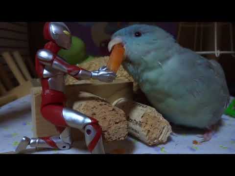 ウルトラマン倒れる
