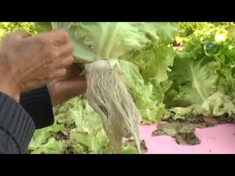 Video: Septik Sistem Bahçecilik Bilgileri: Fosseptik Drenaj Tarlalarına Bahçeler Dikmek