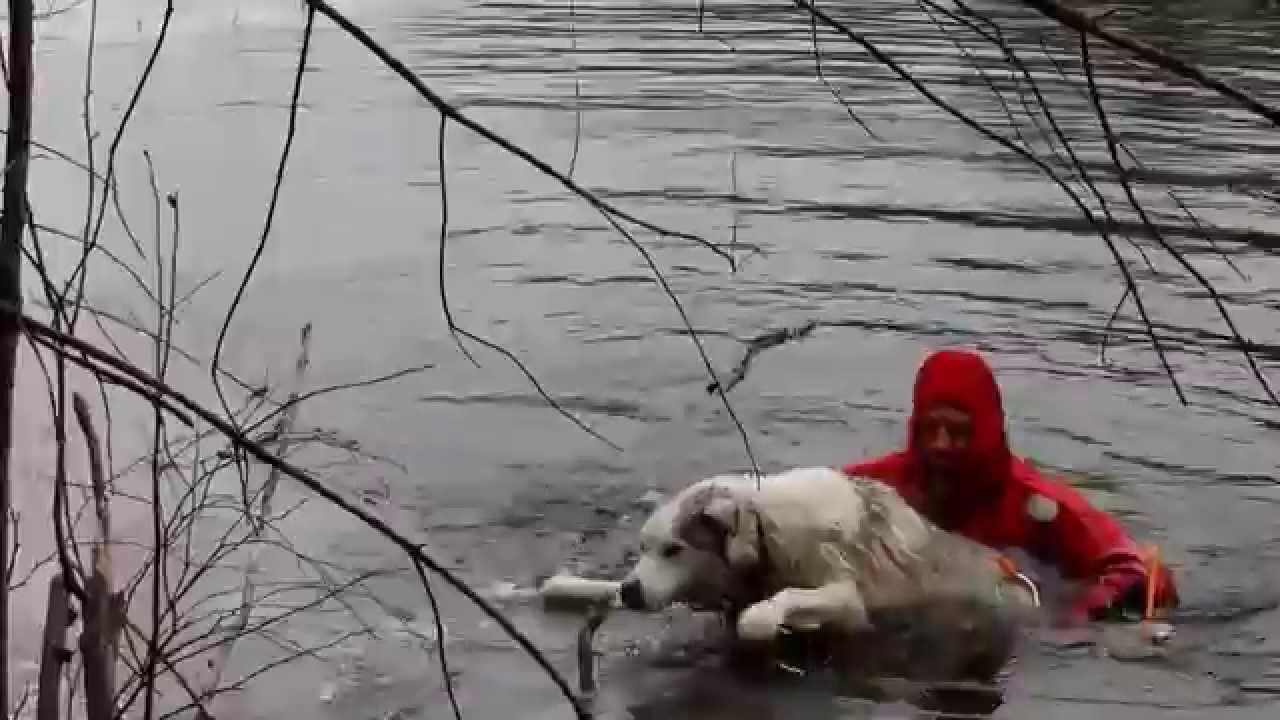 Hopkinton Police and Fire rescue dog from freezing water YouTube