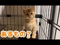 【子猫】茶トラの子猫にあるものを用意しました