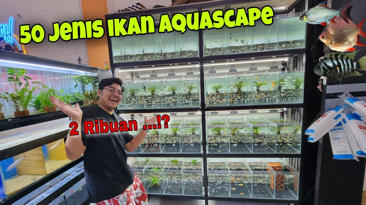 Mengenal jenis   jenis Ikan hias  ada lele mini exotic 