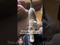 You should try this guys 😍 #meow #cat #cuddle