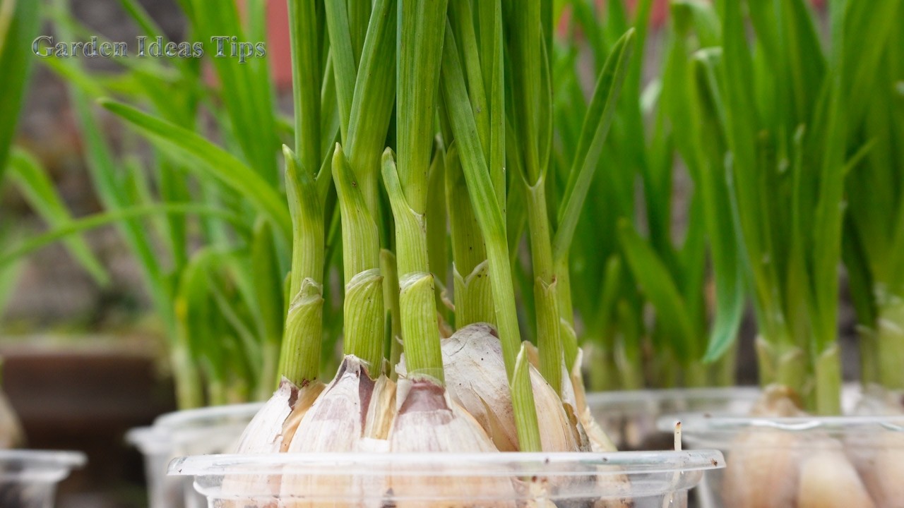 Garlic Propagation Technique By Hydroponic Method Super Profitable ...