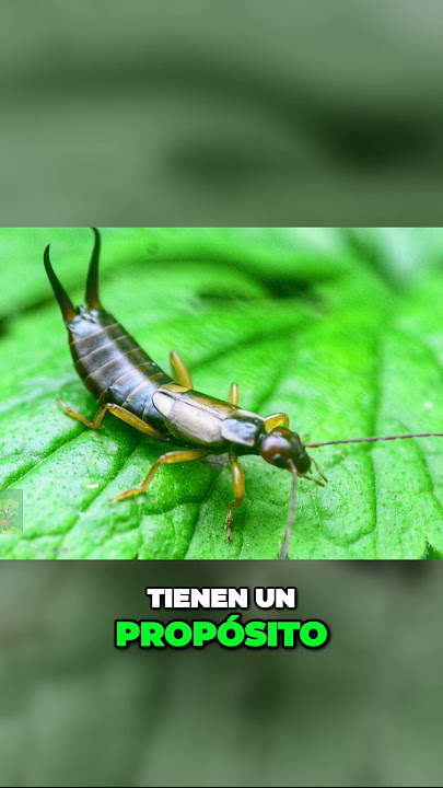 Lo Que No Sabías Sobre el Tijereta Hasta Ahora! | Diseños Divinos