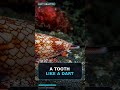 This Snail Fires A Venom Harpoon #Shorts