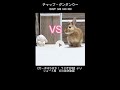 ガー子VSちはや! うさぎ合戦 #うさぎ #rabbit #shorts