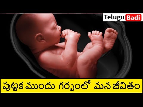 తెలుగులో గర్భం లోపల జీవితం | 9 నెలల జీవితం పుట్టుకకు ముందు