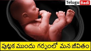 Life Inside the Womb in Telugu | 9 Months Life Before Birth | Telugu Badi