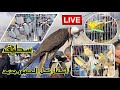 شاهد أسعار الطيور في أكبر سوق لطيور الزينة في الشرق الجزائري /  سطيف تعود للواجهة من جديد ♥️👌👌