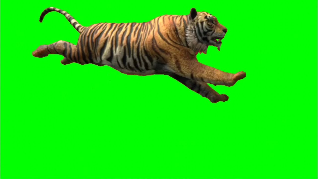 Green Screen Tiger video effects YouTube
