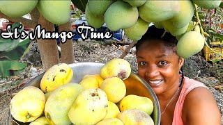 It's Mango 🥭 Time 🌳 Huge Harvest from my Jamaican Backyard Garden 💯🇯🇲💞