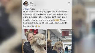 Famous Scammers target animal lovers with injured dog posts Profile