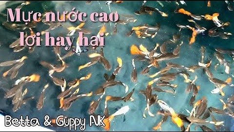 Nuôi cá 7 màu mực nước cao có lợi ích gì ?