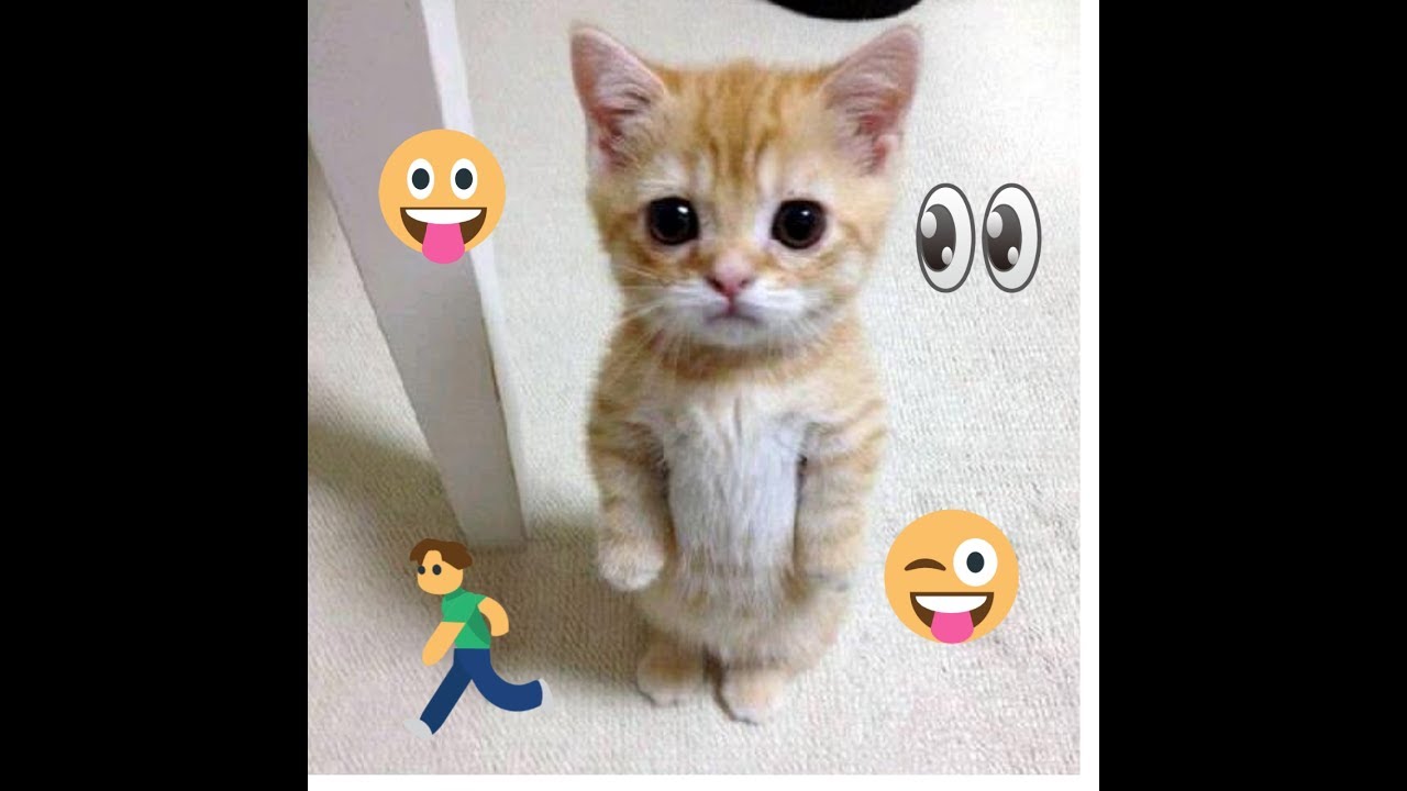 Cute kitten chasing a cockroach