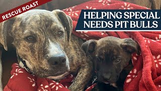 Help Rescue the Neediest Bully Breed Pups