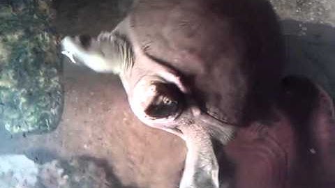 Chinese softshell turtle called stevie