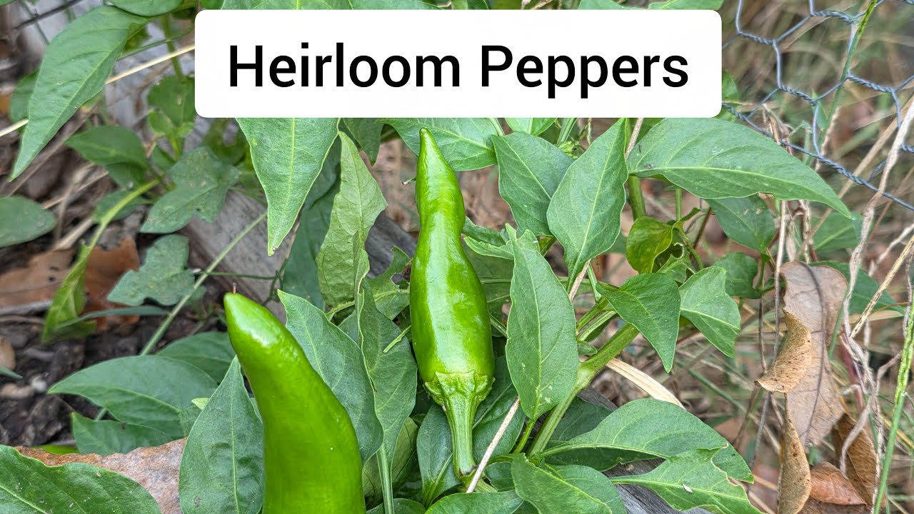 ЧАТ В РЕЖИМЕ РЕАЛЬНОГО ВРЕМЕНИ: Heirloom Peppers