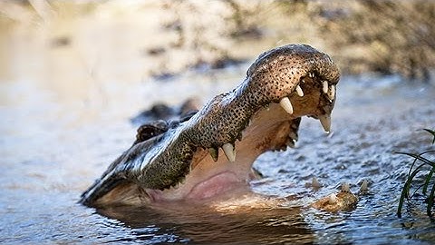 Alligator Captures Python 02 - Deadly Animals - Time Lapse