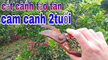 Kỹ Thuật CẮT CÀNH TẠO TÁN Cam Đường Canh 2Năm Tuổi Những Lưu Ý Cần Thiết Khi Cắt