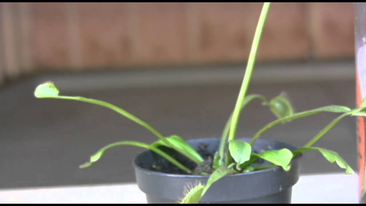 Venus Flytrap from Home depot - YouTube