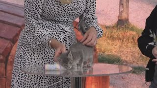 Pet Tails: Meet Spell, 2-month-old kitten adoptable at the Jacksonville Humane Society