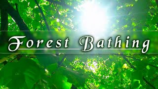 🌳🌞Begin Your Day With The Positive Energy Of Healing Spring Sounds🌳Fresh Morning Forest Bathing#1