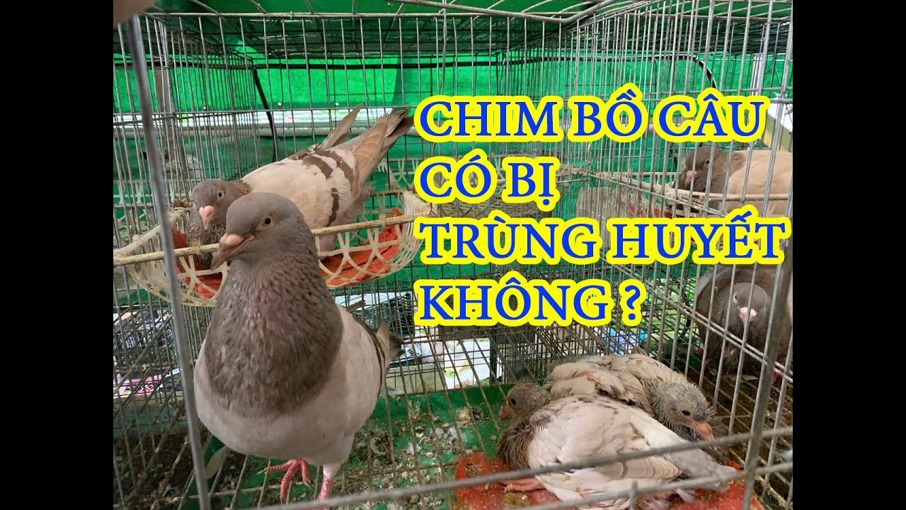 Можно ли содержать голубей-метисов для разведения?