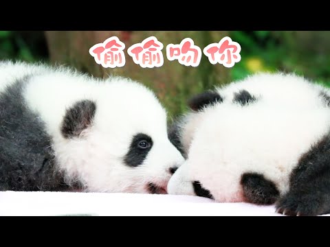 《熊貓主題趴》趁你睡著，偷偷吻你 | iPanda熊貓頻道
