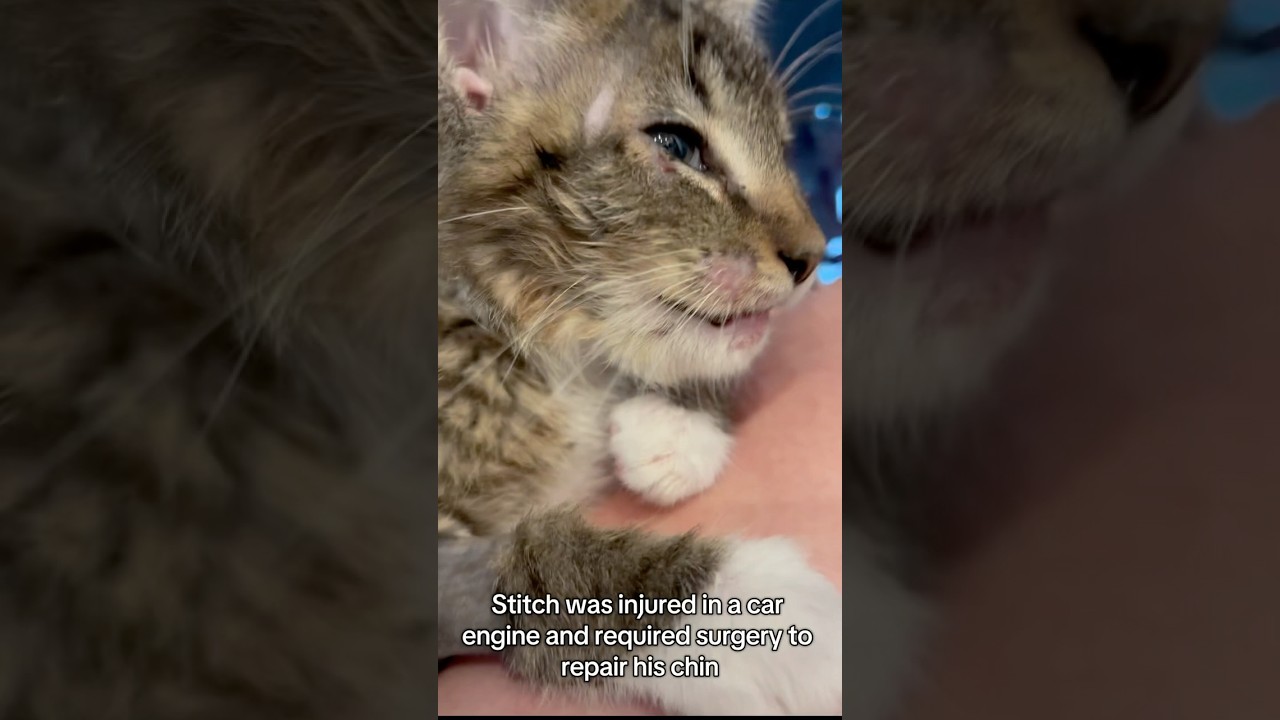 😼 Meet Stitch: The Little Fighter with a Big Personality 🧵