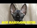 Котя мило мурлыкает и боится высоты