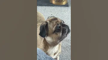 Naughty Ass Crazy Pug 
