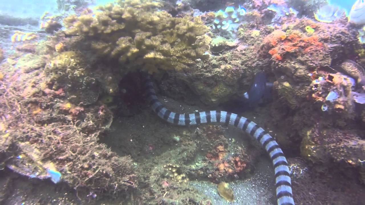 A large banded sea snake slithering about the rocks