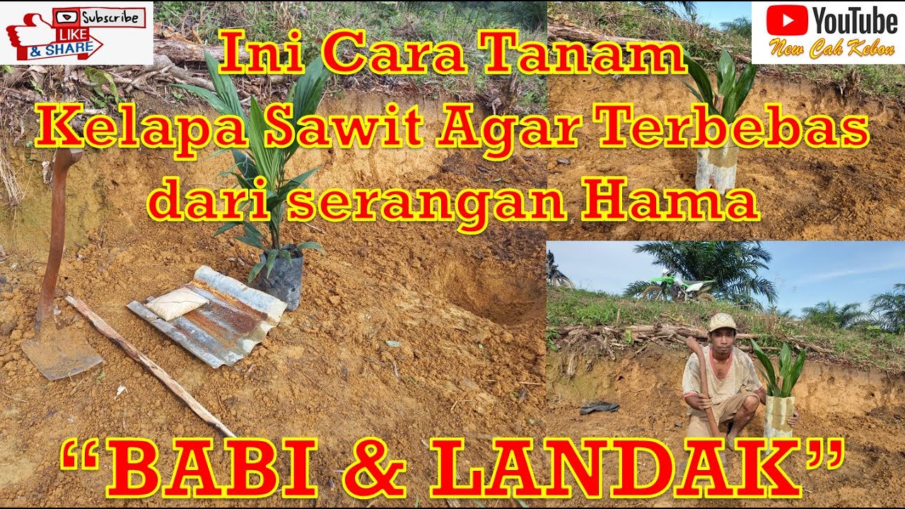 Cara Ampuh Tanam Bibit Kelapa Sawit Agar Terbebas Dari Serangan Hama BABI, LANDAK dan TIKUS