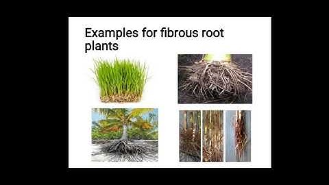 E 6 /  4C  / EVS  /  Root System   /GeethaRavi