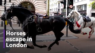 Military horses escape onto streets of London Resimi