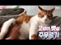 고양이 뱃살을 주무르면?