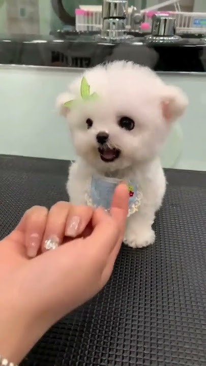 A feisty puppy bichon frise is barking #shorts #shortvideo #puppy #babypuppy #cutedog #barkingdog