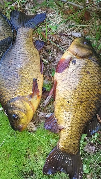 Карасямба. #fishing #kalastus - YouTube