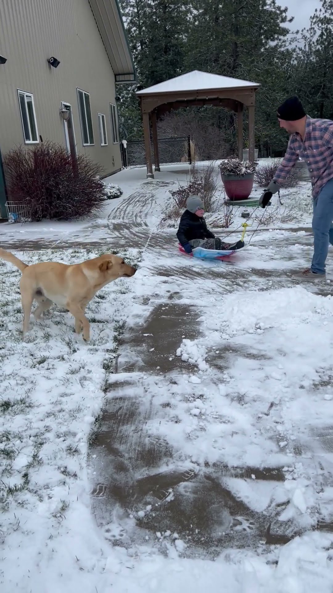 Pup Wants To Sled Too || ViralHog