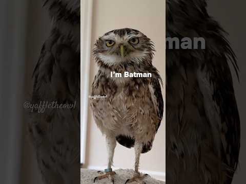 FOR GOTHAM 🦇🦉