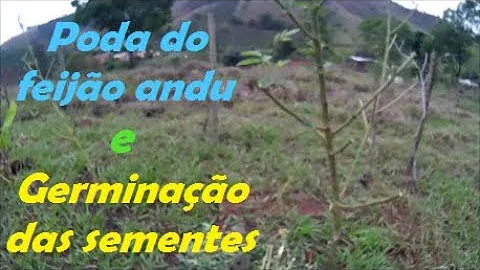 Como podar o feijão Andu?