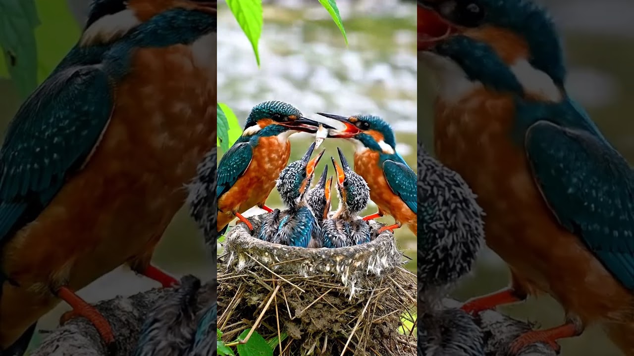 The Beautiful World of Birds! Bird Watching(140)#birds #bestfeed  #birdsounds #birdsong #wildlife