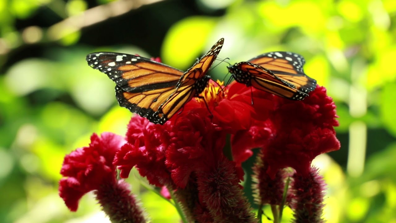Como las mariposas YouTube