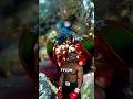 Mantis Shrimp Animal Mike Tyson 😨