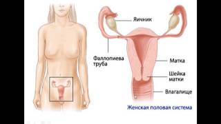 Девственная плева: специалисты рассказали факты о гимене, которые стоит знать всем