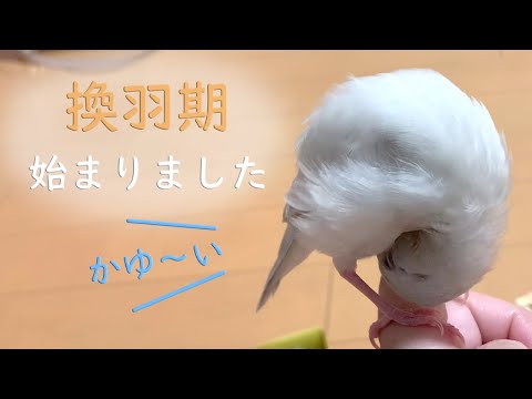 換羽期のぴよまる ～愛文鳥日記その１６～