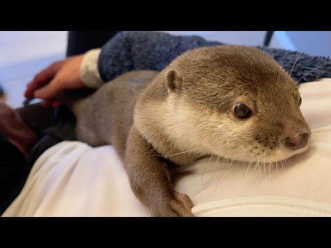 ???????3?????????????? Spend the night surrounded by otters and other fluffy creatures.