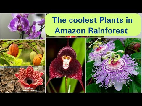 The Coolest Plants In The Amazon Rainforest Youtube