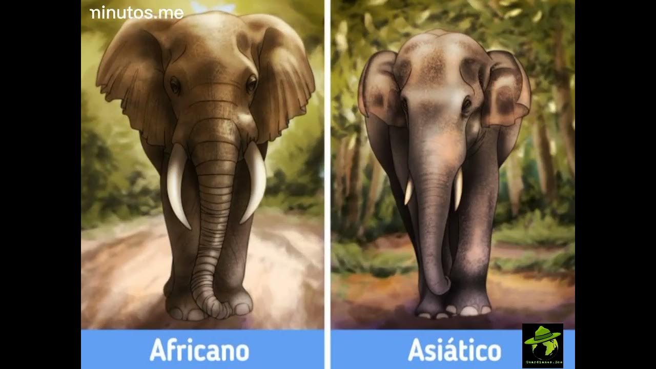 Чем отличается индийский слон от африканского 1. Индийские слоны и африканские слоны. Африканский и азиатский слон. Азиатский слон и Африканский слон. Африканские и азиатские слоны отличие.